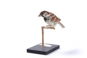 Image description is not available for 1983.117.1